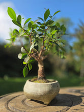 Load image into Gallery viewer, The Creative Clay Club