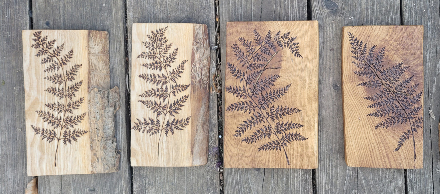 Fern on Oak