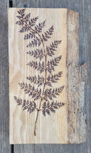 Fern on Oak