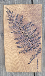 Fern on Oak