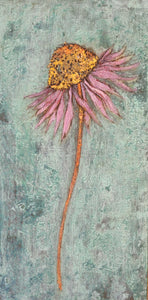 Echinacea mini