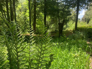 Woodland evening Retreats in Surrey