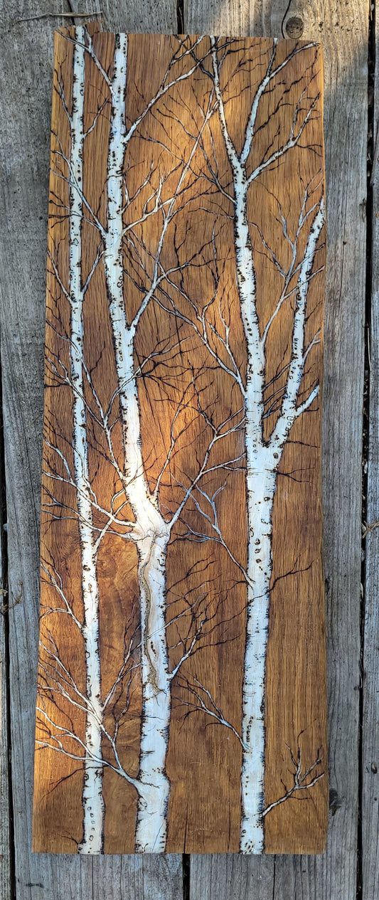 Large Birch Trees on Oak 1