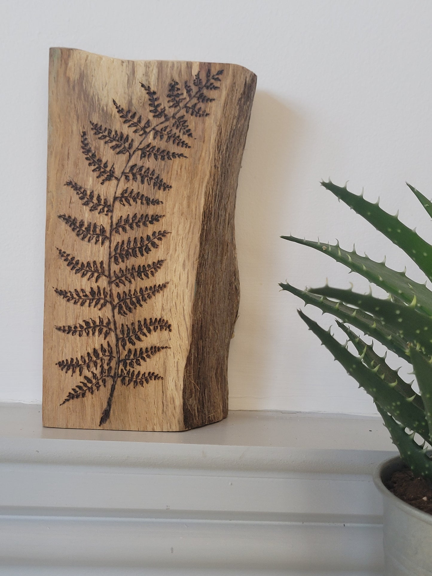 Little Fern on Oak